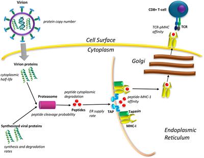 The Role of Multiscale Protein Dynamics in Antigen Presentation and T Lymphocyte Recognition